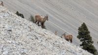 Grand Veymont en boucle  2024-05-19