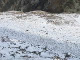 Col du Loup 2023-10-28: Quelques chamois